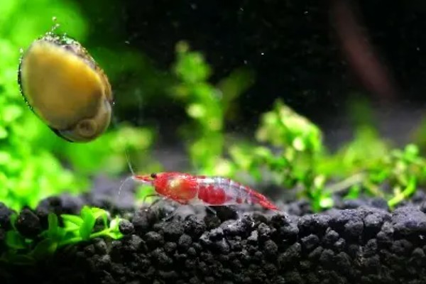 虾抱卵了要不要隔离,观赏虾抱卵后会自行躲在安全处