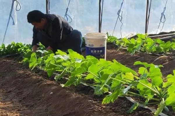 蔬菜肥料的吸收特点,属于喜态氮肥作物