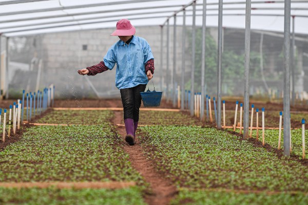 蔬菜肥料的吸收特点,属于喜态氮肥作物