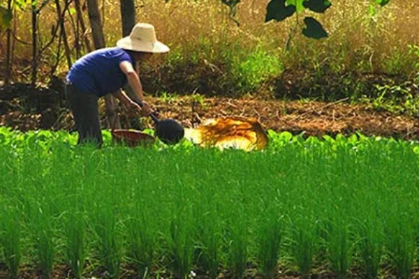 蔬菜肥料的吸收特点,属于喜态氮肥作物