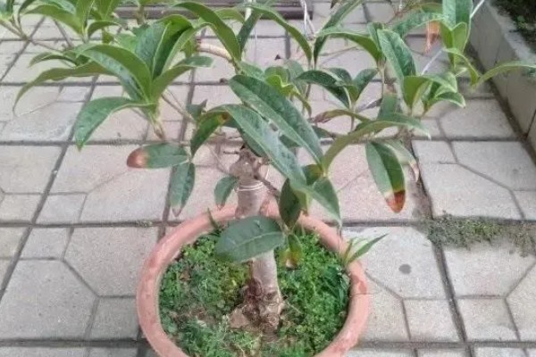 桂花不开花怎么办，缺少养分时可以追施磷钾肥