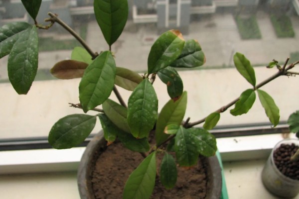 桂花不开花怎么办，缺少养分时可以追施磷钾肥