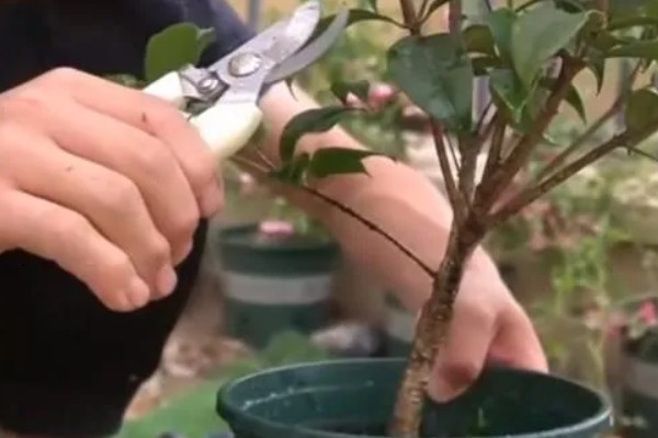 桂花不开花怎么办，缺少养分时可以追施磷钾肥