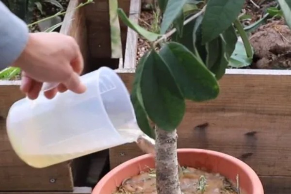 桂花不开花怎么办，缺少养分时可以追施磷钾肥