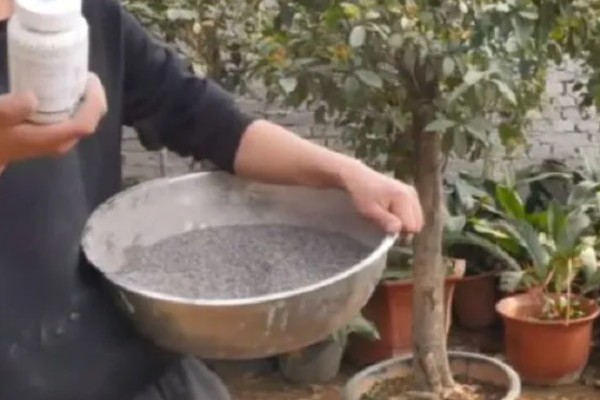 桂花不开花怎么办，缺少养分时可以追施磷钾肥