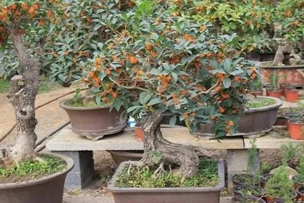 桂花不开花怎么办，缺少养分时可以追施磷钾肥