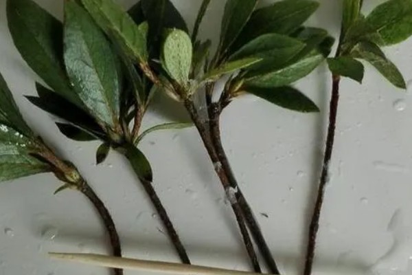 杜鹃花如何水培，生长适温20-25℃