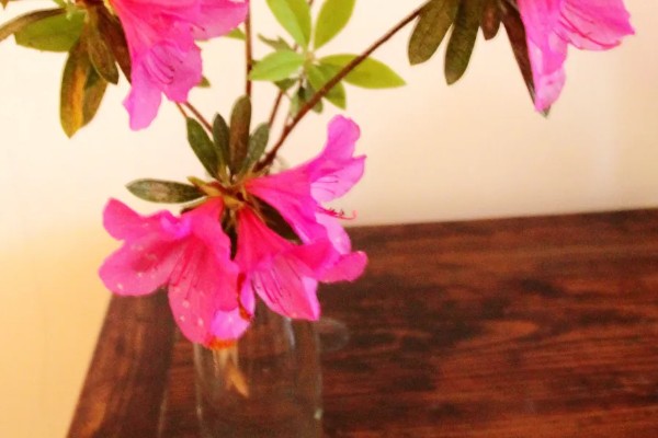 杜鹃花如何水培，生长适温20-25℃