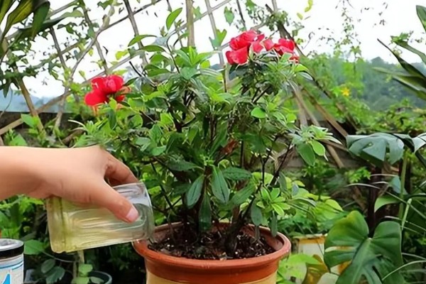 杜鹃花如何水培，生长适温20-25℃