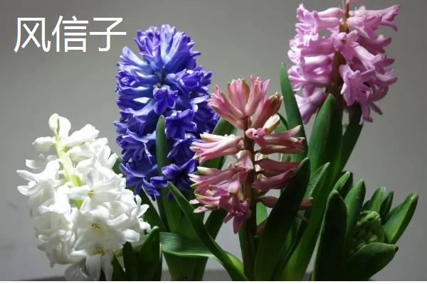适合冬天养殖的花卉,推荐风信子、蟹爪兰等
