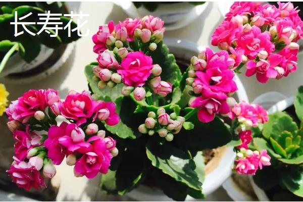 适合冬天养殖的花卉,推荐风信子、蟹爪兰等