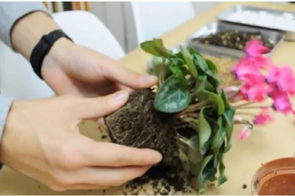 适合冬天养殖的花卉,推荐风信子、蟹爪兰等