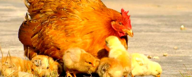 母鸡孵小鸡要注意什么，提供安全场所避免它受到威胁