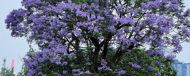 蓝花楹的产地，原产地在南美洲