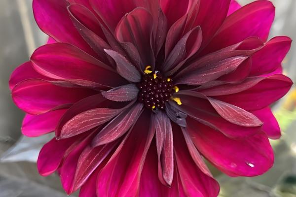 如何种矮化大丽花,在生长期间进行摘心的处理