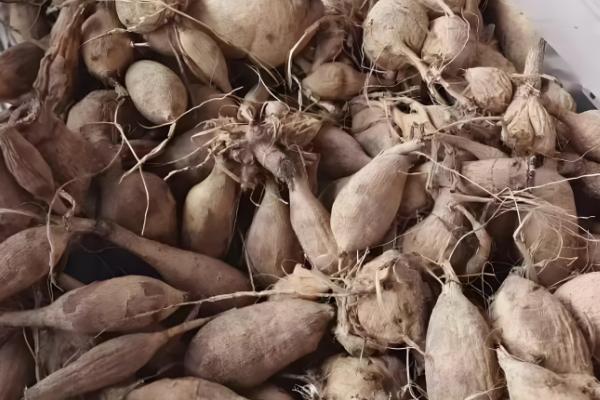 如何种矮化大丽花,在生长期间进行摘心的处理