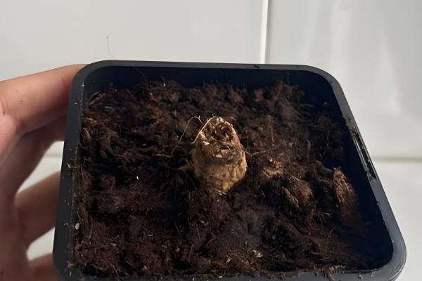 如何种矮化大丽花,在生长期间进行摘心的处理