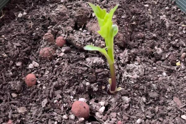 如何种矮化大丽花,在生长期间进行摘心的处理