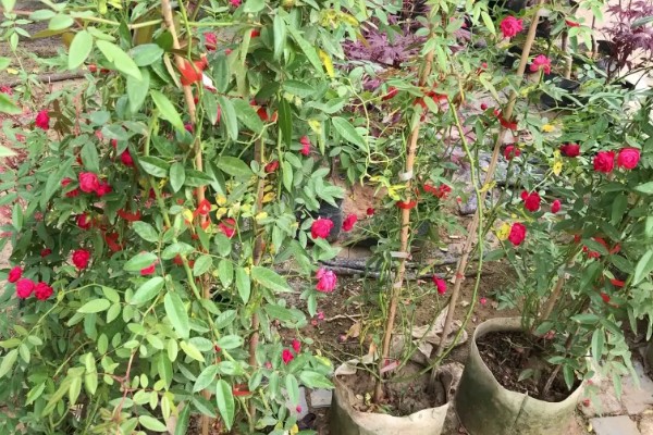 红木香与蔷薇有什么区别,红木香的花期更长