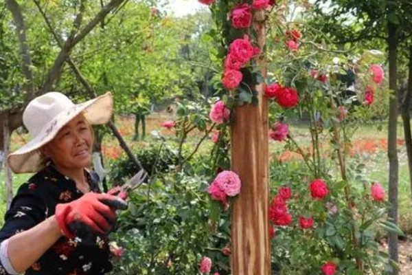 红木香与蔷薇有什么区别,红木香的花期更长