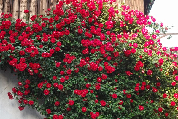 红木香与蔷薇有什么区别,红木香的花期更长