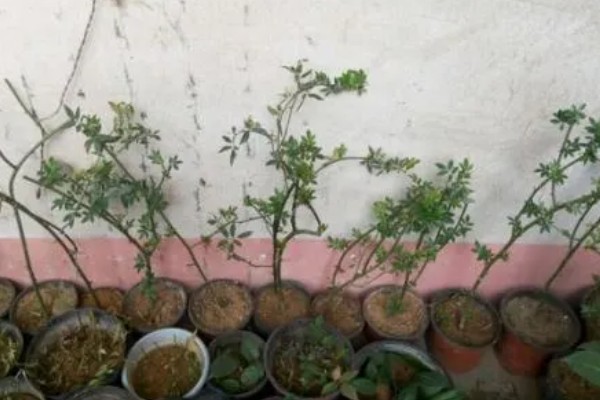 红木香与蔷薇有什么区别,红木香的花期更长