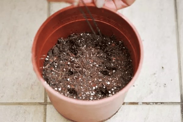 红木香与蔷薇有什么区别,红木香的花期更长