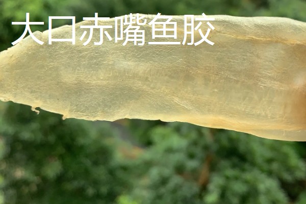 花胶是指什么，是指各类鱼鳔的干制品