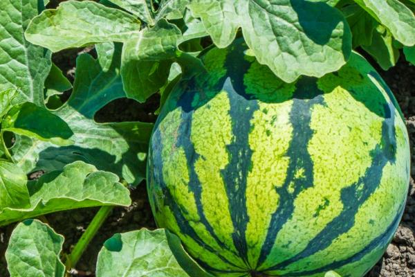 西瓜的生长环境介绍,全生育期的生长温度以25-30℃为宜