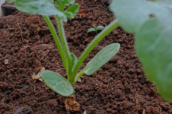 西瓜的生长环境介绍,全生育期的生长温度以25-30℃为宜