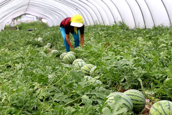 西瓜的生长环境介绍,全生育期的生长温度以25-30℃为宜