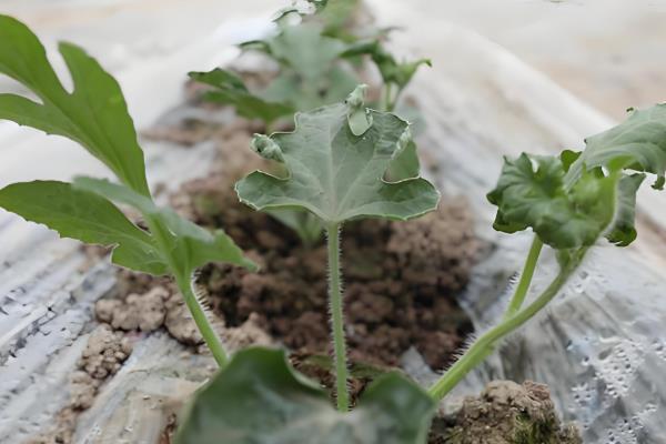 西瓜的生长环境介绍,全生育期的生长温度以25-30℃为宜