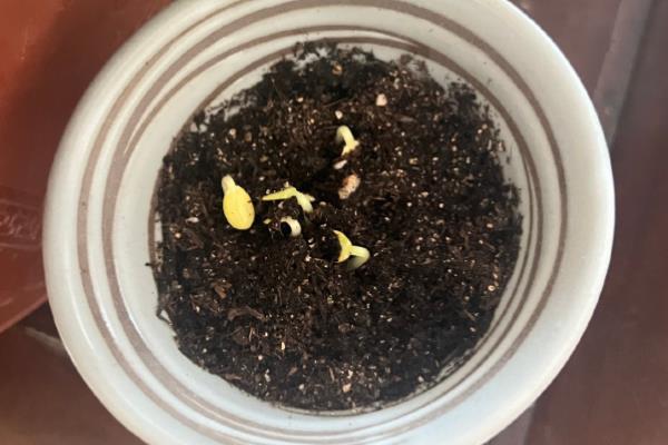 西瓜的生长环境介绍,全生育期的生长温度以25-30℃为宜