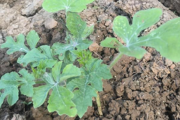 西瓜的生长环境介绍,全生育期的生长温度以25-30℃为宜