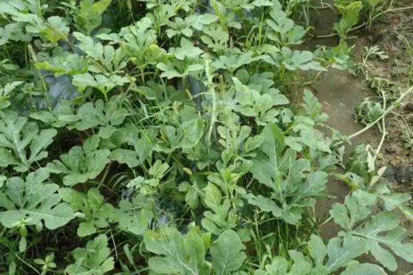 西瓜的生长环境介绍,全生育期的生长温度以25-30℃为宜