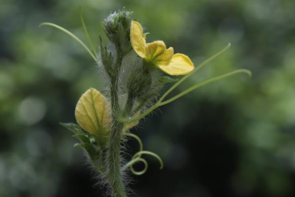 西瓜的生长环境介绍,全生育期的生长温度以25-30℃为宜