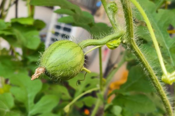 西瓜的生长环境介绍,全生育期的生长温度以25-30℃为宜