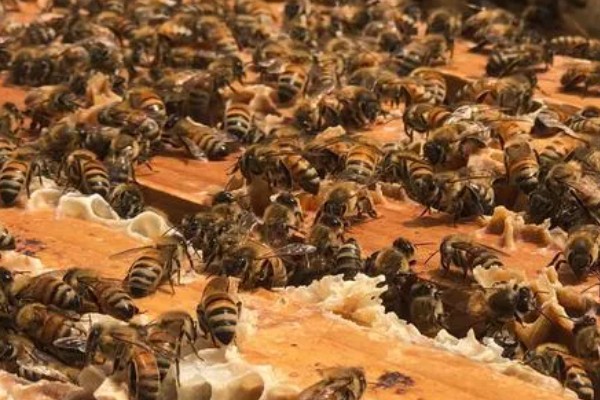 蜂群夏季停产的原因，主要是高温、蜜源匮乏所致