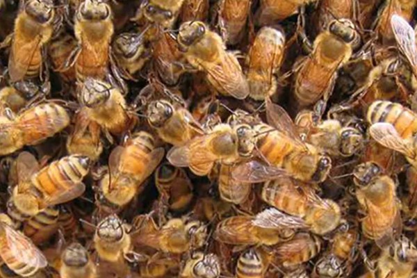 蜂群夏季停产的原因，主要是高温、蜜源匮乏所致