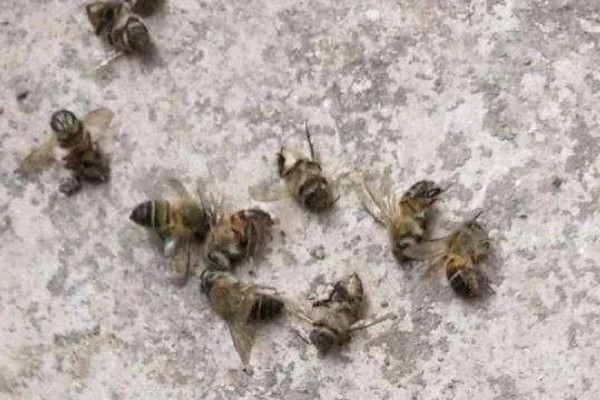 蜂群夏季停产的原因，主要是高温、蜜源匮乏所致