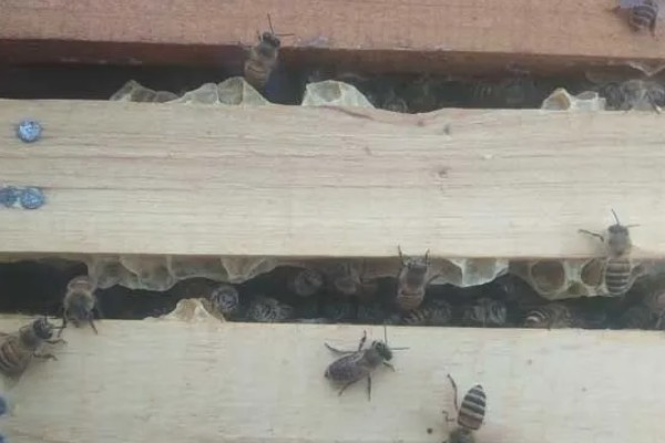 蜂群夏季停产的原因，主要是高温、蜜源匮乏所致