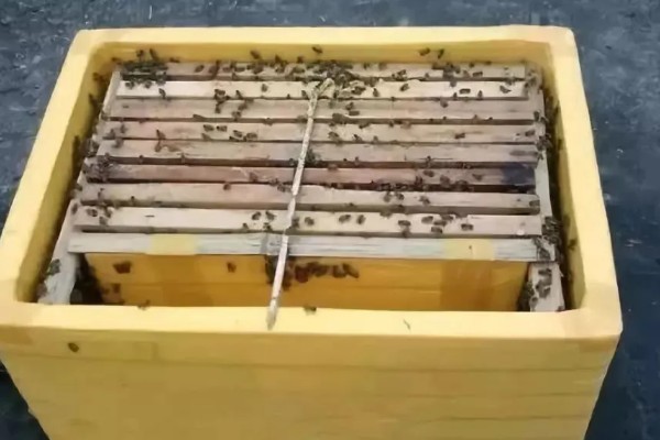 蜂群夏季停产的原因，主要是高温、蜜源匮乏所致