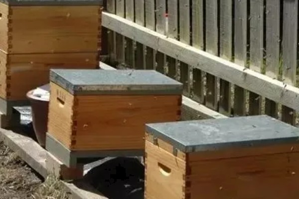 蜂群夏季停产的原因，主要是高温、蜜源匮乏所致