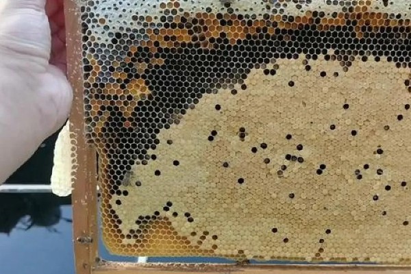 蜂群夏季停产的原因，主要是高温、蜜源匮乏所致