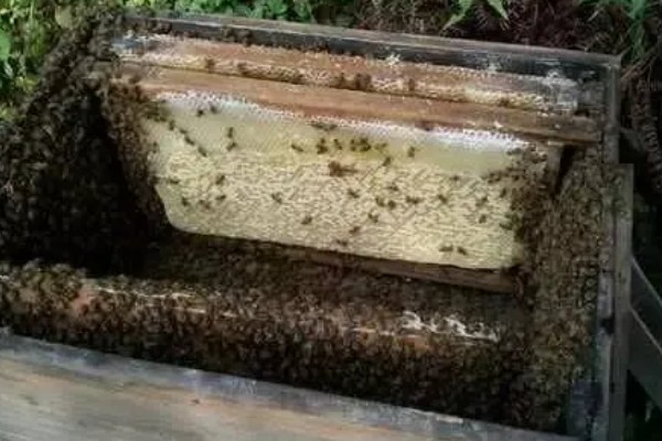 蜂群夏季停产的原因，主要是高温、蜜源匮乏所致