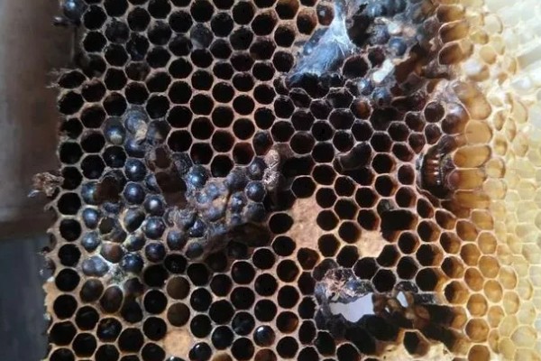 蜂群夏季停产的原因，主要是高温、蜜源匮乏所致