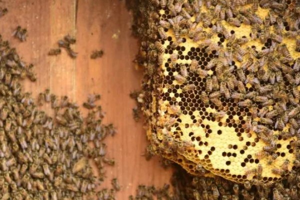 蜂群夏季停产的原因，主要是高温、蜜源匮乏所致