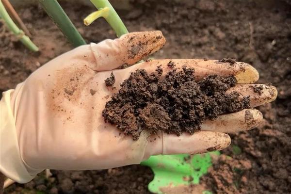 米竹怎么种植，春秋季节每隔3-5天浇一次水