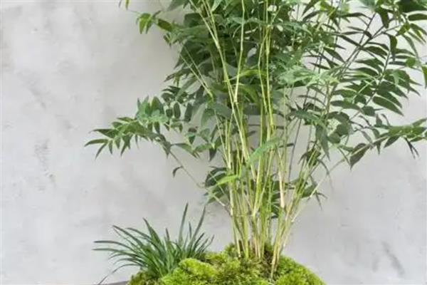 米竹怎么种植，春秋季节每隔3-5天浇一次水