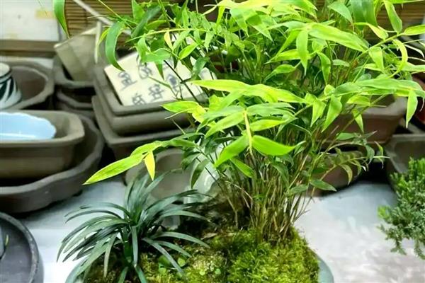 米竹怎么种植，春秋季节每隔3-5天浇一次水